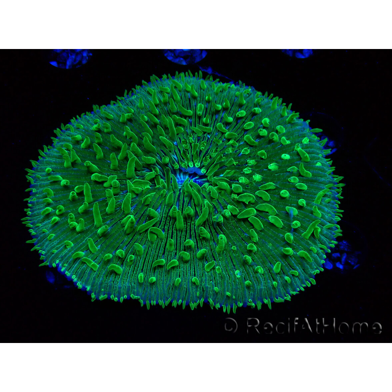 WYSIWYG - RAH Lobactis scutaria Blue/Green Tentacles élevage RAH 7 (5.5 cm)