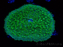 WYSIWYG - RAH Lobactis scutaria Blue/Green Tentacles élevage RAH 7 (5.5 cm)