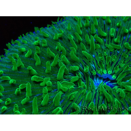 WYSIWYG - RAH Lobactis scutaria Blue/Green Tentacles élevage RAH 7 (5.5 cm)