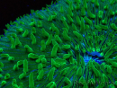 WYSIWYG - RAH Lobactis scutaria Blue/Green Tentacles élevage RAH 7 (5.5 cm)