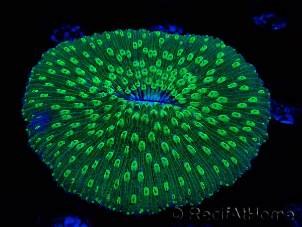 WYSIWYG - RAH Lobactis scutaria Blue/Green Tentacles élevage RAH 6 (4.5 cm)