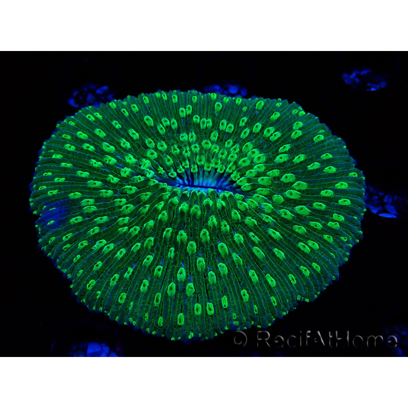 WYSIWYG - RAH Lobactis scutaria Blue/Green Tentacles élevage RAH 6 (4.5 cm)