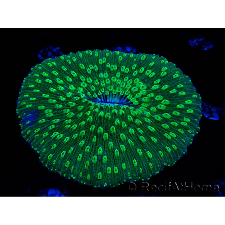 WYSIWYG - RAH Lobactis scutaria Blue/Green Tentacles élevage RAH 6 (4.5 cm)