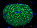 WYSIWYG - RAH Lobactis scutaria Blue/Green Tentacles élevage RAH 8 (6 cm)
