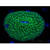 WYSIWYG - RAH Lobactis scutaria Blue/Green Tentacles élevage RAH 6 (4.5 cm)