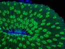 WYSIWYG - RAH Lobactis scutaria Blue/Green Tentacles élevage RAH 8 (6 cm)