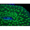 WYSIWYG - RAH Lobactis scutaria Blue/Green Tentacles élevage RAH 8 (6 cm)