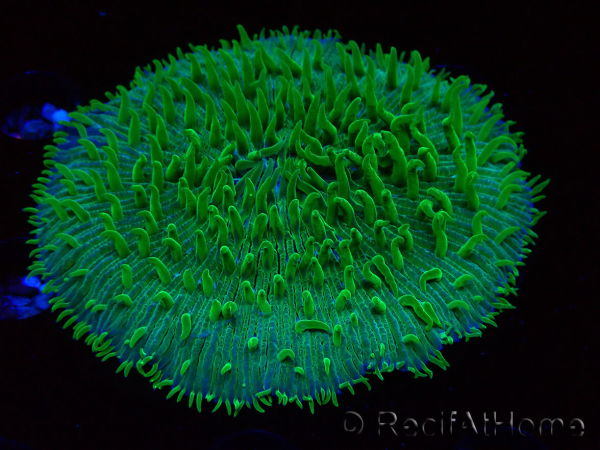 WYSIWYG RAH Lobactis scutaria Blue/Green Tentacles élevage RAH 5 (4.5 cm)