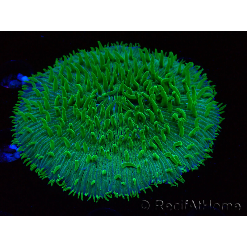 WYSIWYG - RAH Lobactis scutaria Blue/Green Tentacles élevage RAH 9 (6 cm)