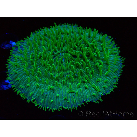 WYSIWYG RAH Lobactis scutaria Blue/Green Tentacles élevage RAH 5 (4.5 cm)