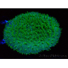 WYSIWYG - RAH Lobactis scutaria Blue/Green Tentacles élevage RAH 9 (6 cm)
