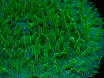 WYSIWYG - RAH Lobactis scutaria Blue/Green Tentacles élevage RAH 9 (6 cm)