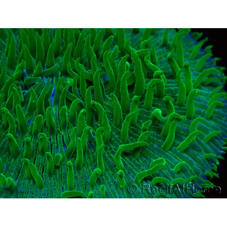 WYSIWYG RAH Lobactis scutaria Blue/Green Tentacles élevage RAH 5 (4.5 cm)