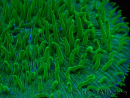 WYSIWYG RAH Lobactis scutaria Blue/Green Tentacles élevage RAH 5 (4.5 cm)