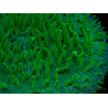 WYSIWYG - RAH Lobactis scutaria Blue/Green Tentacles élevage RAH 9 (6 cm)
