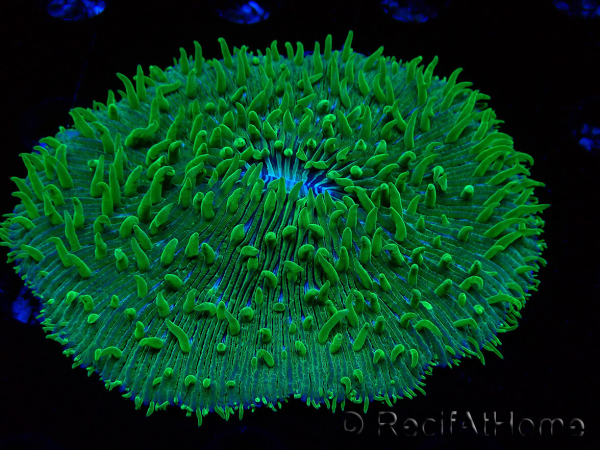 WYSIWYG - RAH Lobactis scutaria Blue/Green Tentacles élevage RAH 10 (6 cm)
