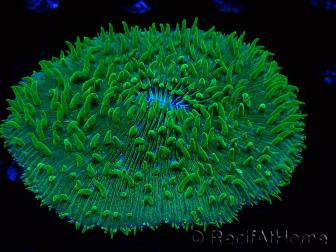 WYSIWYG - RAH Lobactis scutaria Blue/Green Tentacles élevage RAH 10 (6 cm)