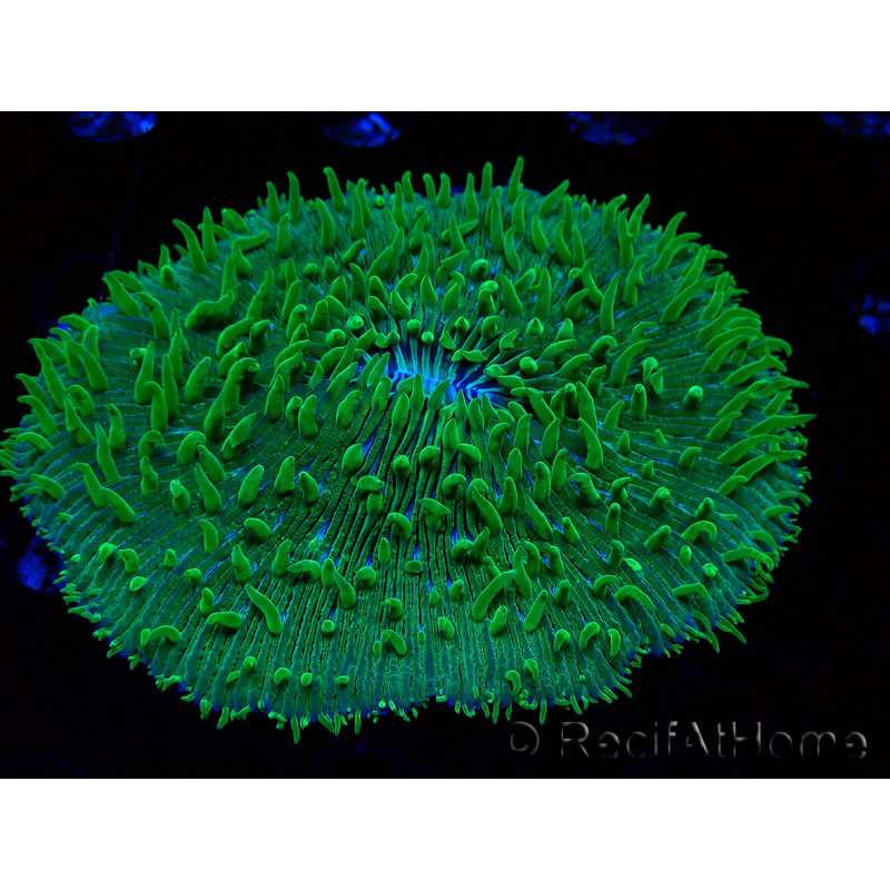 WYSIWYG - RAH Lobactis scutaria Blue/Green Tentacles élevage RAH 10 (6 cm)