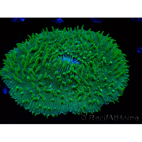 WYSIWYG - RAH Lobactis scutaria Blue/Green Tentacles élevage RAH 6 (4.5 cm)