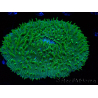 WYSIWYG - RAH Lobactis scutaria Blue/Green Tentacles élevage RAH 10 (6 cm)