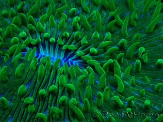 WYSIWYG - RAH Lobactis scutaria Blue/Green Tentacles élevage RAH 10 (6 cm)