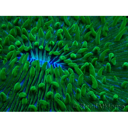 WYSIWYG - RAH Lobactis scutaria Blue/Green Tentacles élevage RAH 6 (4.5 cm)