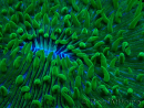 WYSIWYG - RAH Lobactis scutaria Blue/Green Tentacles élevage RAH 10 (6 cm)