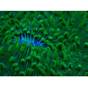 WYSIWYG - RAH Lobactis scutaria Blue/Green Tentacles élevage RAH 10 (6 cm)