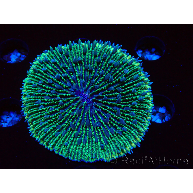 WYSIWYG - RAH Fungia fungites élevage RAH 1 (5.5 cm)