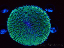 WYSIWYG - RAH Fungia fungites élevage RAH 1 (5.5 cm)