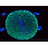 WYSIWYG - RAH Fungia fungites élevage RAH 1 (5.5 cm)