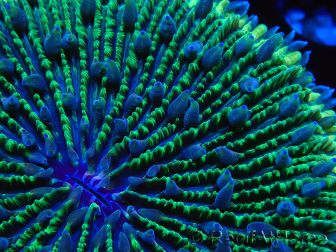 WYSIWYG - RAH Fungia fungites élevage RAH 1 (5.5 cm)