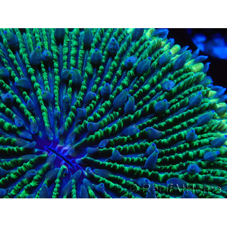 WYSIWYG - RAH Fungia fungites élevage RAH 1 (5.5 cm)