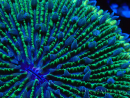 WYSIWYG - RAH Fungia fungites élevage RAH 1 (5.5 cm)
