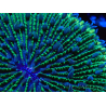 WYSIWYG - RAH Fungia fungites élevage RAH 1 (5.5 cm)
