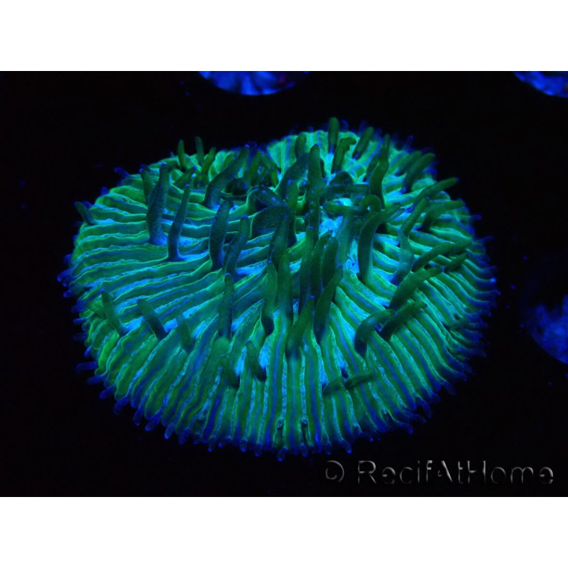 WYSIWYG RAH Cycloseris fragilis 4 (3 cm)