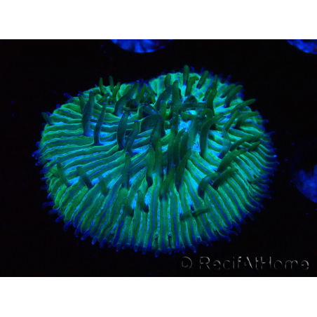 WYSIWYG RAH Cycloseris fragilis 4 (3 cm)