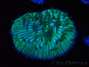 WYSIWYG RAH Cycloseris fragilis 4 (3 cm)