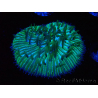 WYSIWYG RAH Cycloseris fragilis 4 (3 cm)