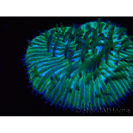 WYSIWYG RAH Cycloseris fragilis 4 (3 cm)