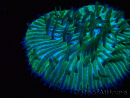WYSIWYG RAH Cycloseris fragilis 4 (3 cm)