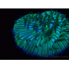 WYSIWYG RAH Cycloseris fragilis 4 (3 cm)