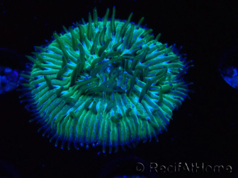 WYSIWYG RAH Cycloseris fragilis5 (3 cm)