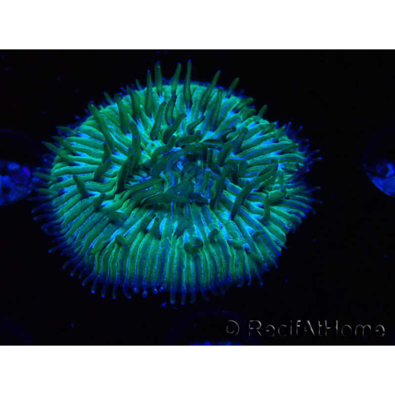 WYSIWYG RAH Cycloseris fragilis5 (3 cm)