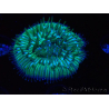 WYSIWYG RAH Cycloseris fragilis5 (3 cm)