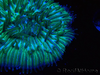 WYSIWYG RAH Cycloseris fragilis5 (3 cm)