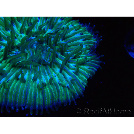 WYSIWYG RAH Cycloseris fragilis5 (3 cm)