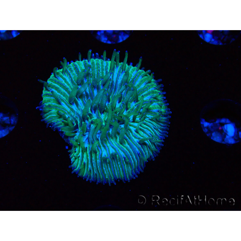 WYSIWYG RAH Cycloseris fragilis6 (2.5 cm)