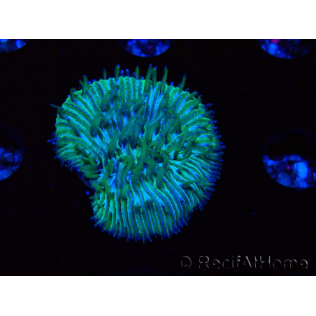 WYSIWYG RAH Cycloseris fragilis6 (2.5 cm)