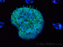 WYSIWYG RAH Cycloseris fragilis6 (2.5 cm)